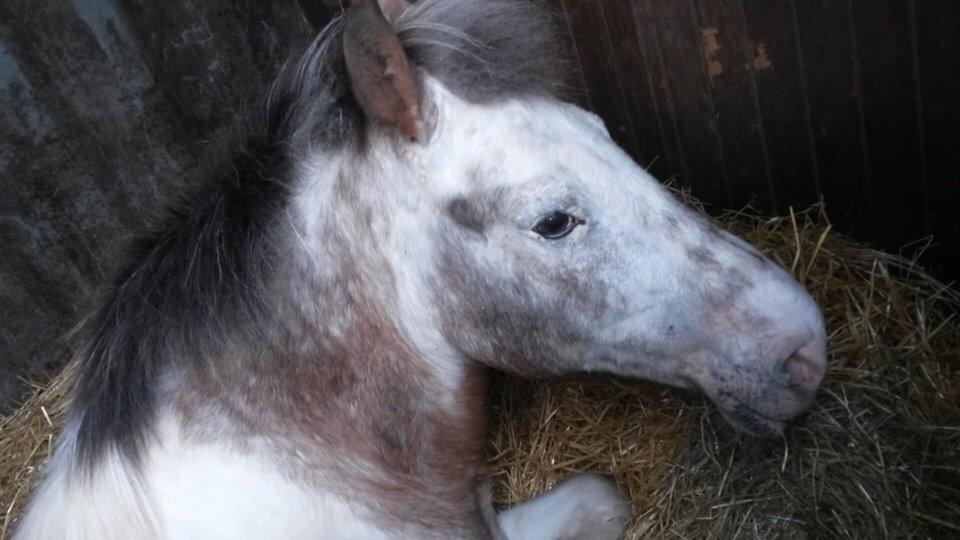 Anden særlig race Scooby Doo - Trætte pony får sig en lur billede 5