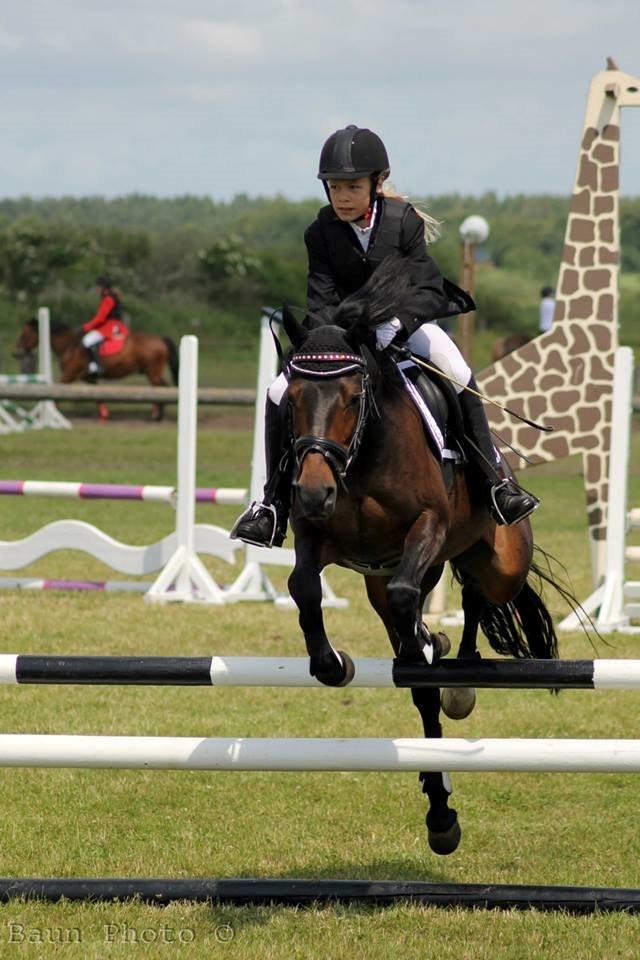 Welsh Partbred (Sec F) Fiskergaardens Tannic - Til Hodsager 4-dagsstævne 2013. billede 2