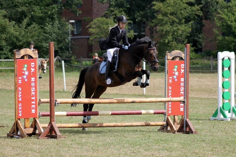 Welsh Partbred (Sec F) Fiskergaardens Tannic - LB til Hammerum Ponyuge <3 billede 4