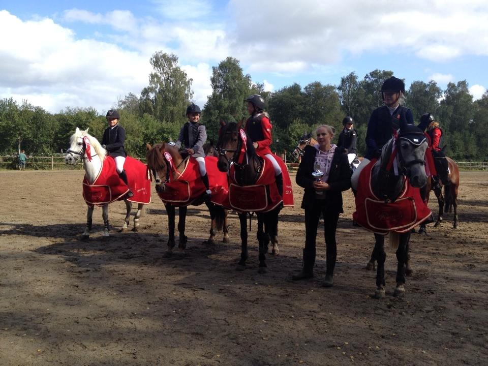 Welsh Partbred (Sec F) Fiskergaardens Tannic - Da vi blev distriktsmestre for hold i 2014 <3 billede 6