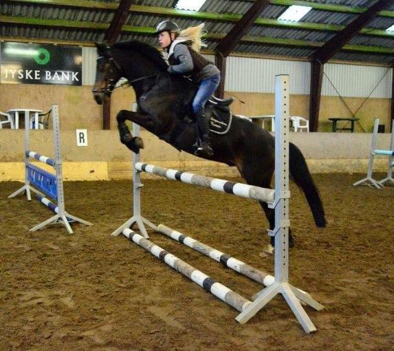 Welsh Partbred (Sec F) Fiskergaardens Tannic billede 8