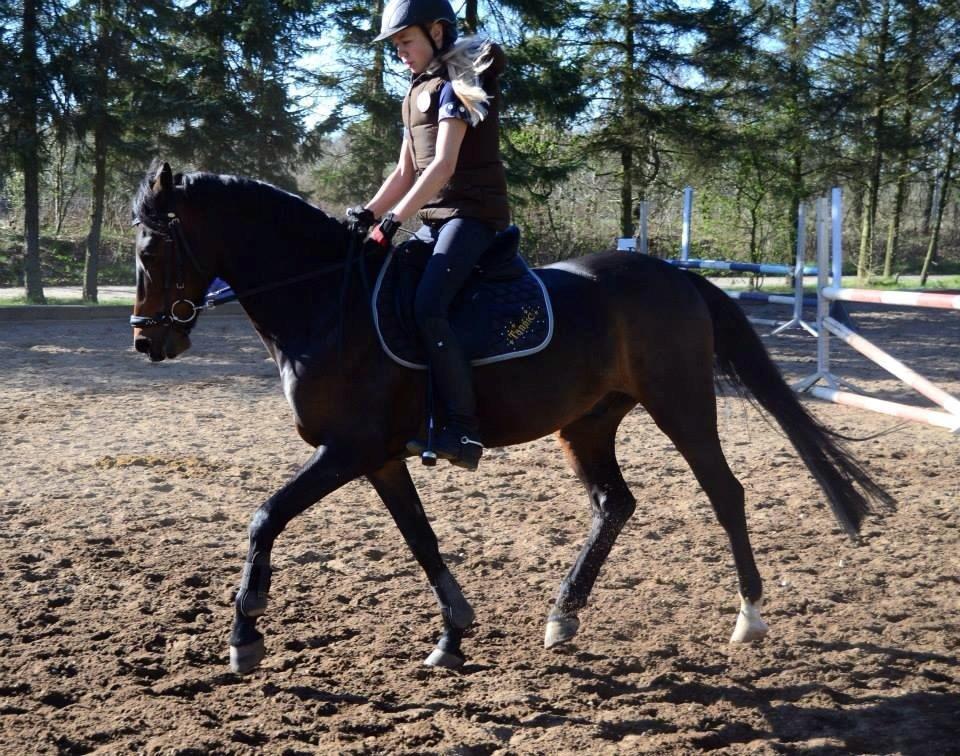 Welsh Partbred (Sec F) Fiskergaardens Tannic billede 14