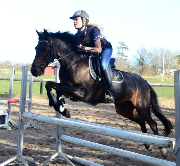 Welsh Partbred (Sec F) Fiskergaardens Tannic billede 18