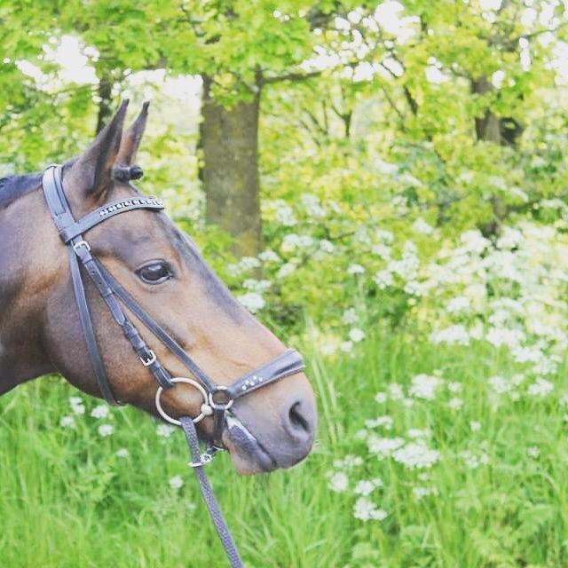 Welsh Partbred (Sec F) Fiskergaardens Tannic billede 1