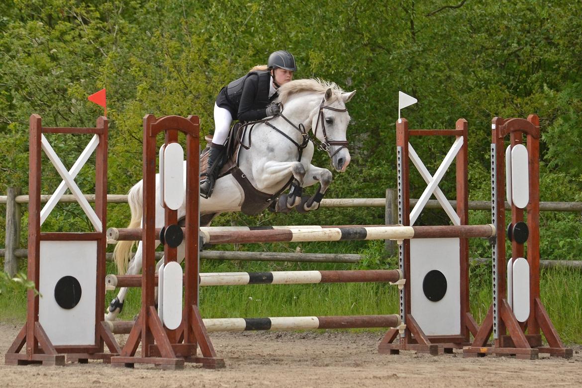 DSP Chanau Venture B-pony - MA1* til Landsstævne 2015 - Fotograf: Nikoline Carlsen billede 19