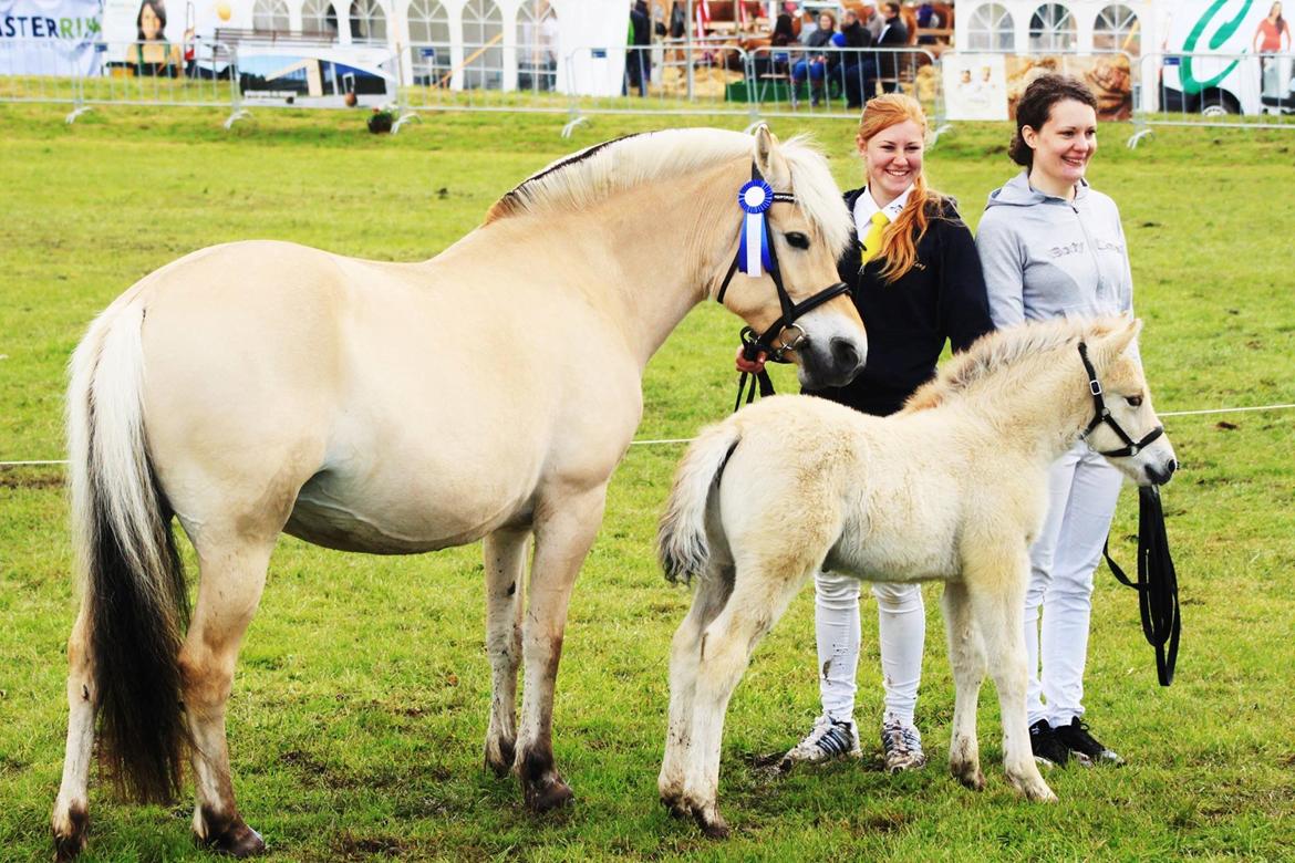 Fjordhest Lamhaves Casjo Sejr - Aabenraa dyrskue 2015 billede 15