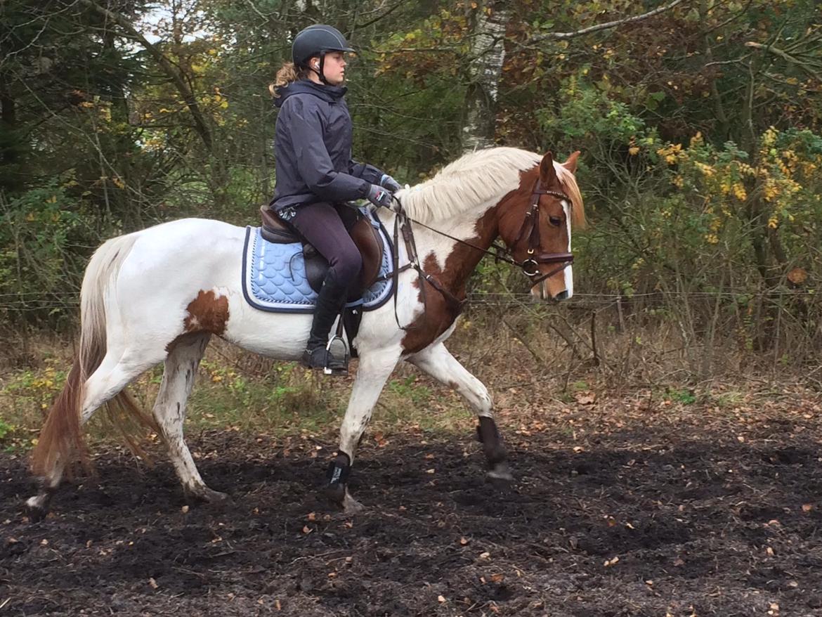 Pinto Savannah Breeze - Dressur billede 16