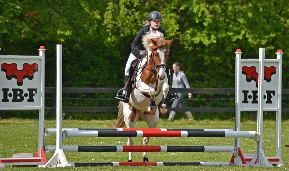 Pinto Savannah Breeze - Højris 2015 - Fotograf: Nikoline Carlsen billede 17