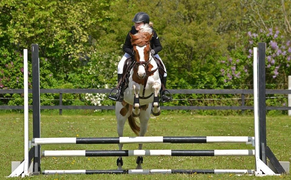 Pinto Savannah Breeze - Højris 2015 - Fotograf: Nikoline Carlsen billede 18