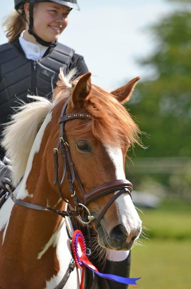 Pinto Savannah Breeze - Højris 2015 - Fotograf: Nikoline Carlsen billede 19