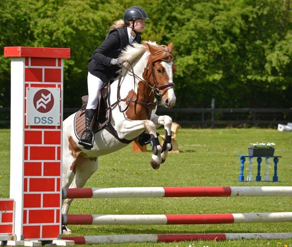 Pinto Savannah Breeze - Højris 2015 - Fotograf: Nikoline Carlsen billede 20