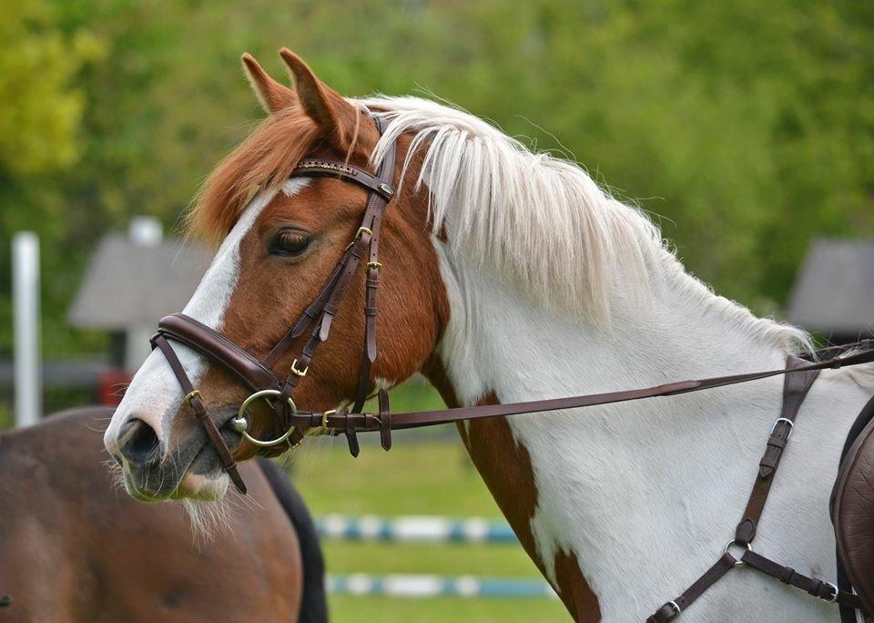 Pinto Savannah Breeze - Fotograf: Nikoline Carlsen billede 21