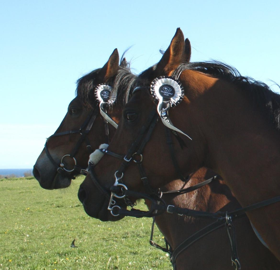Connemara Mosetoftens Fighter - subau cup 2014 billede 12