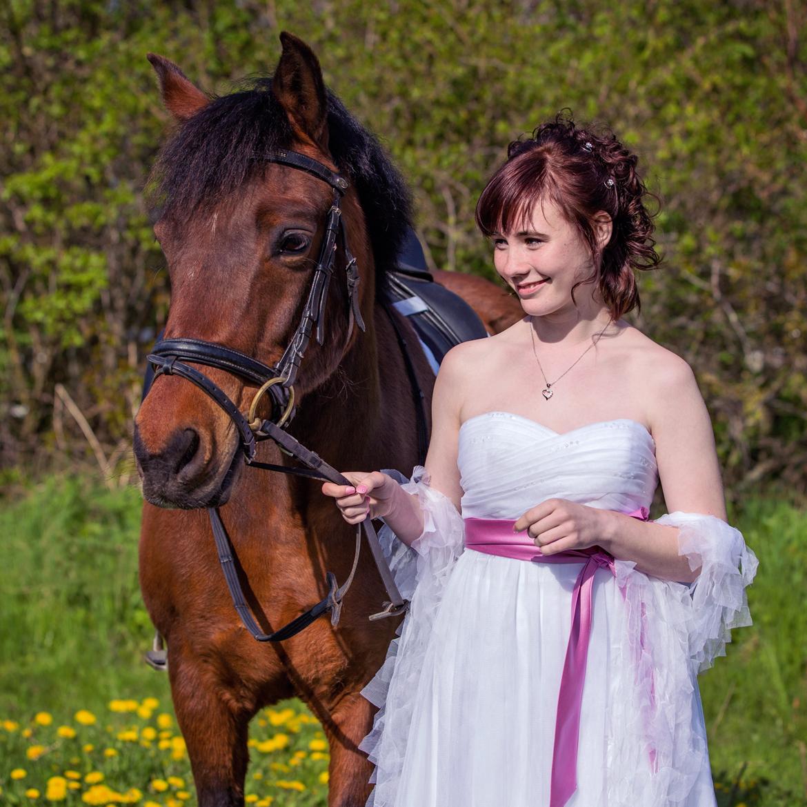 New Forest Baltazar - Foto: Tonnya Borghill (2015) billede 1