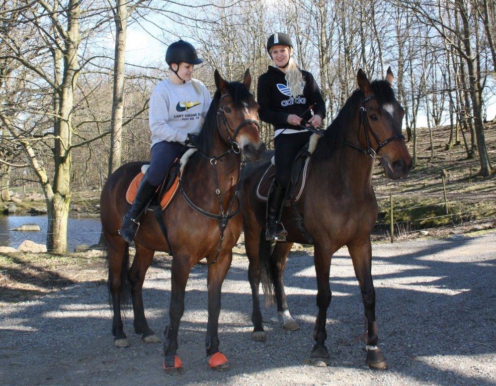 Connemara Mosetoftens Fighter billede 6