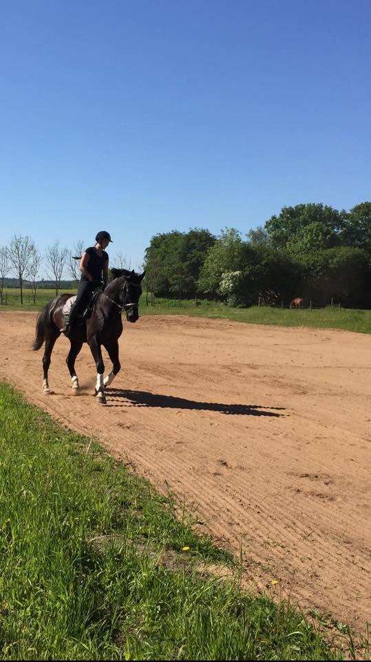 Anden særlig race Colardo billede 5