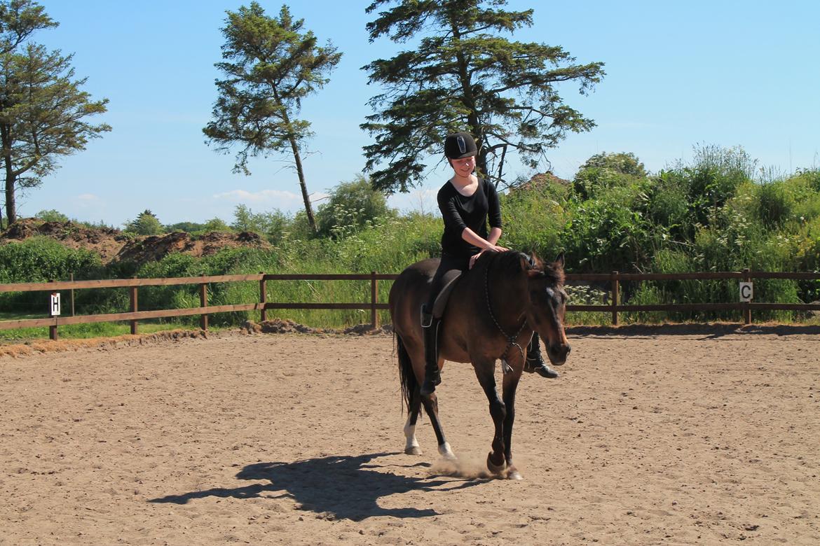 Welsh Cob (sec D) Tango - Hans plads i mit hjerte vil altid være hans og ingen andres. billede 3