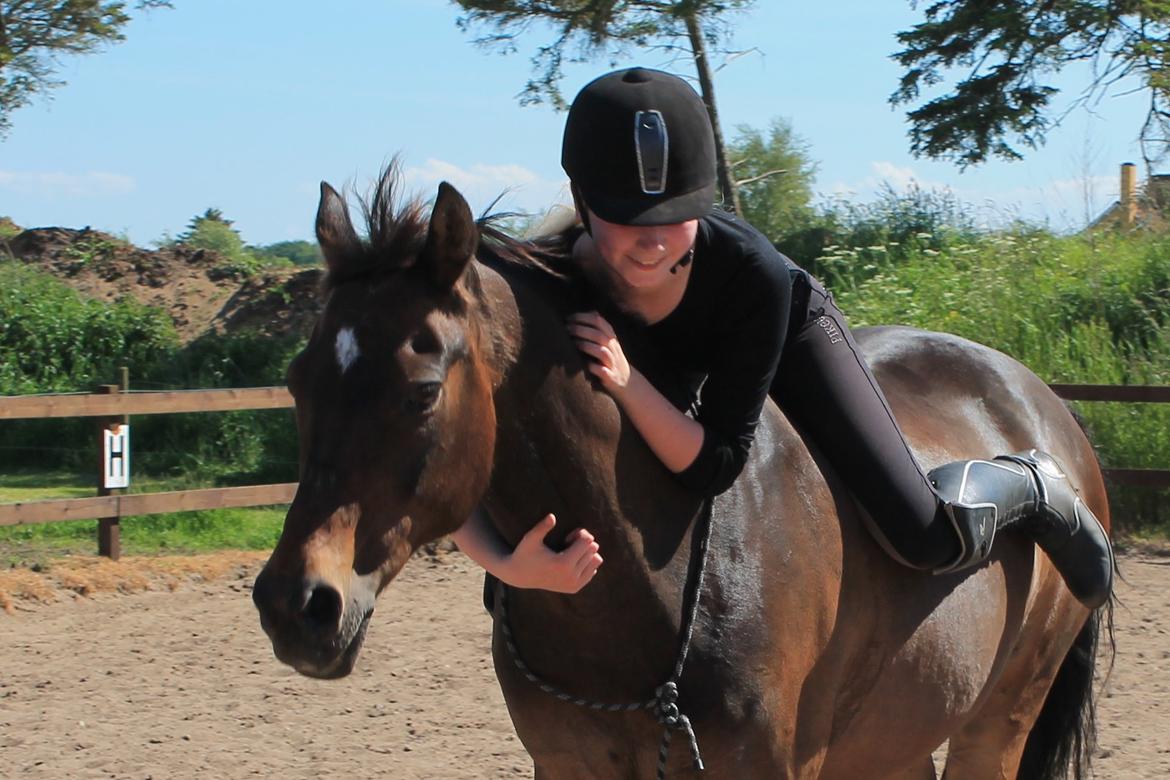 Welsh Cob (sec D) Tango - Dig og mig, Tango.  billede 4