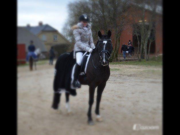 Fransk Sportspony Quoster De L' aube (SOLGT)  - Vandt på søde sorte mus!!<3 - EGUM RIDEKLUB billede 3