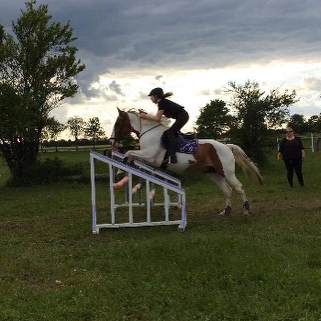 Anden særlig race Eldorado billede 5