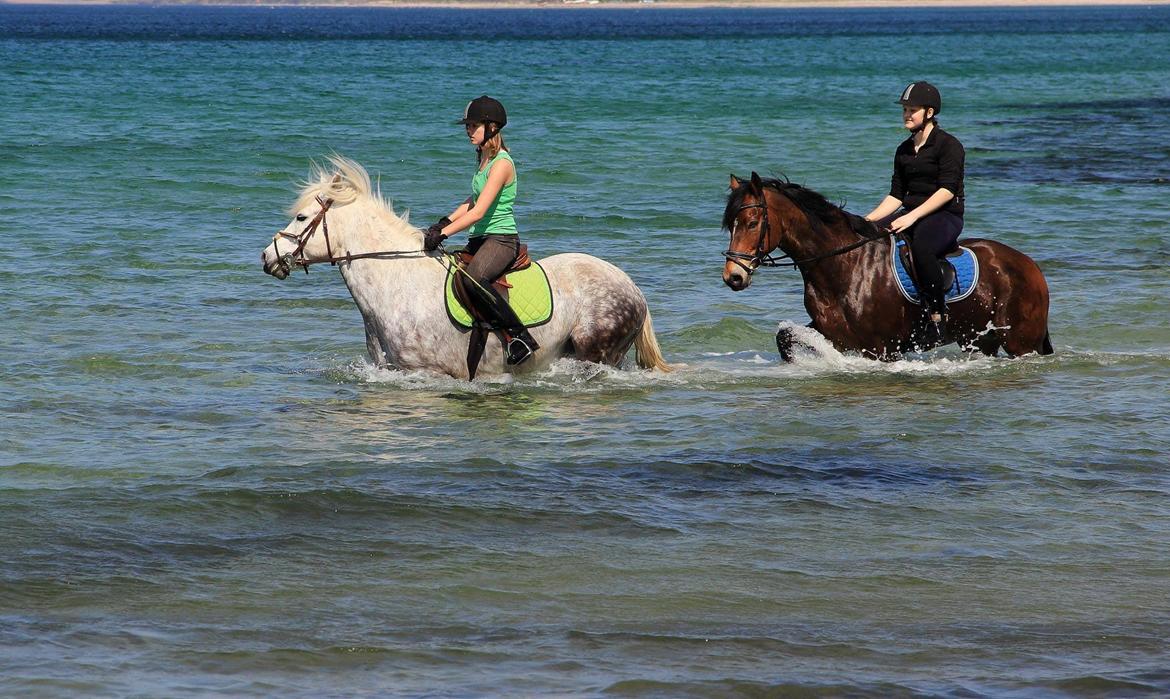 Connemara Mosetoftens Fighter billede 20