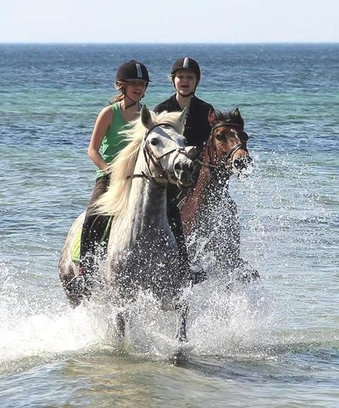 Connemara Mosetoftens Fighter billede 22