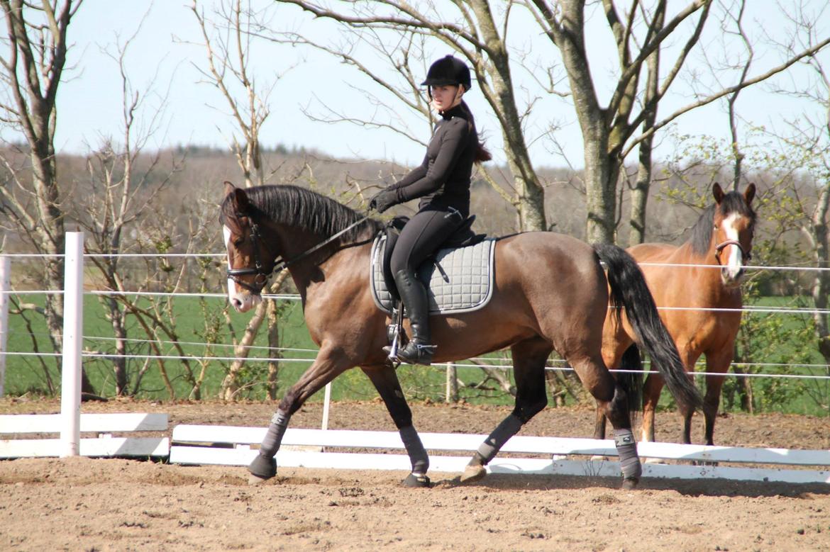 Anden særlig race Bonette  billede 23