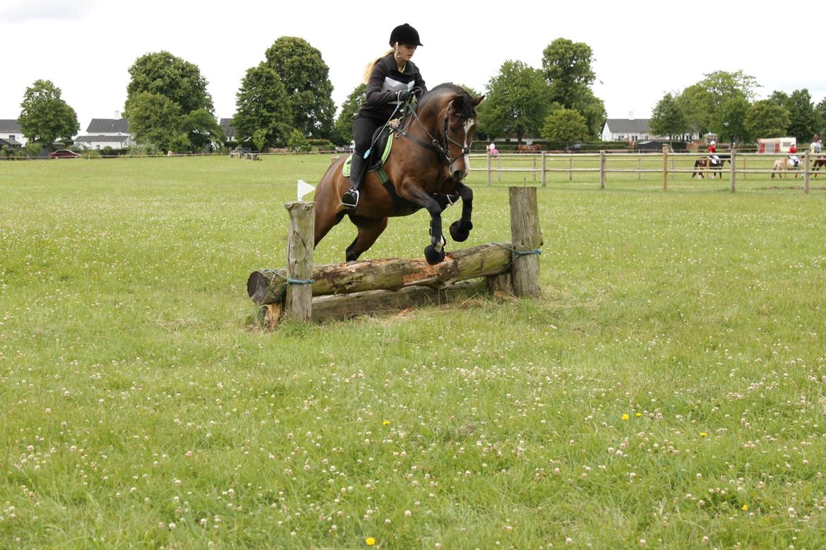 Anden særlig race Bonette  billede 26