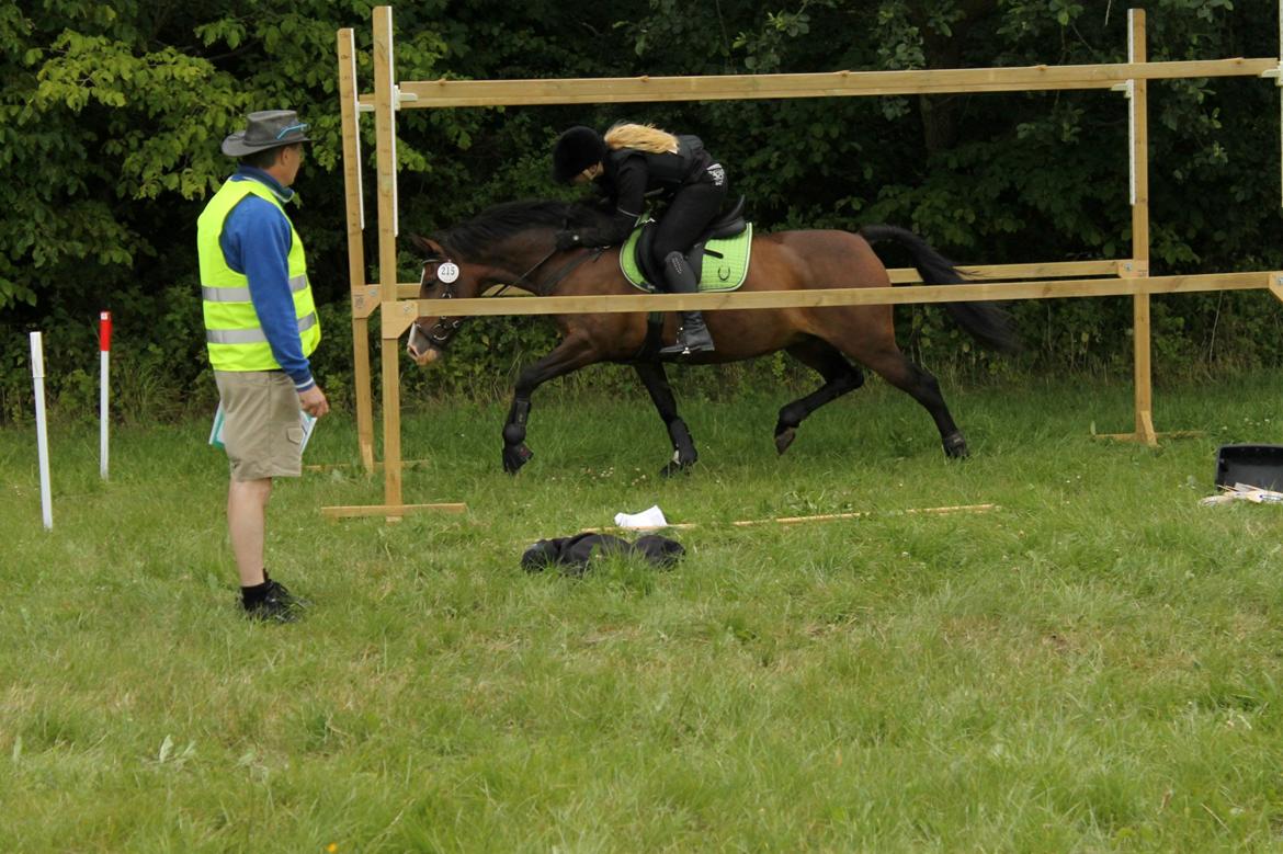 Anden særlig race Bonette  billede 28