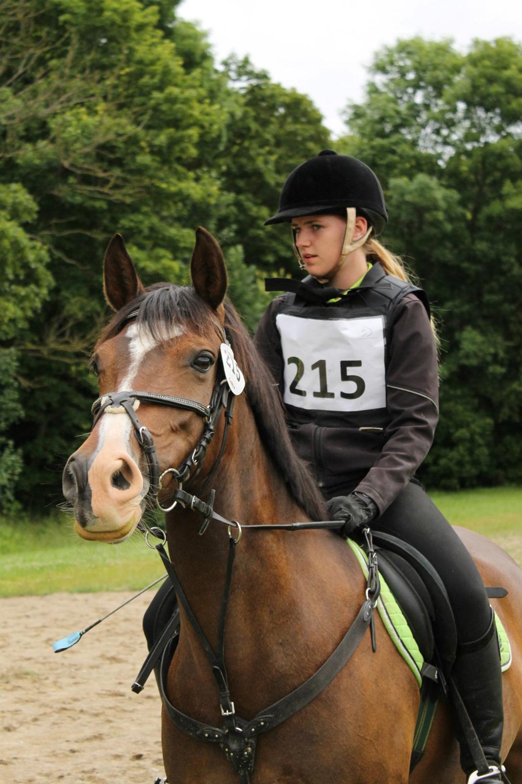 Anden særlig race Bonette  billede 2