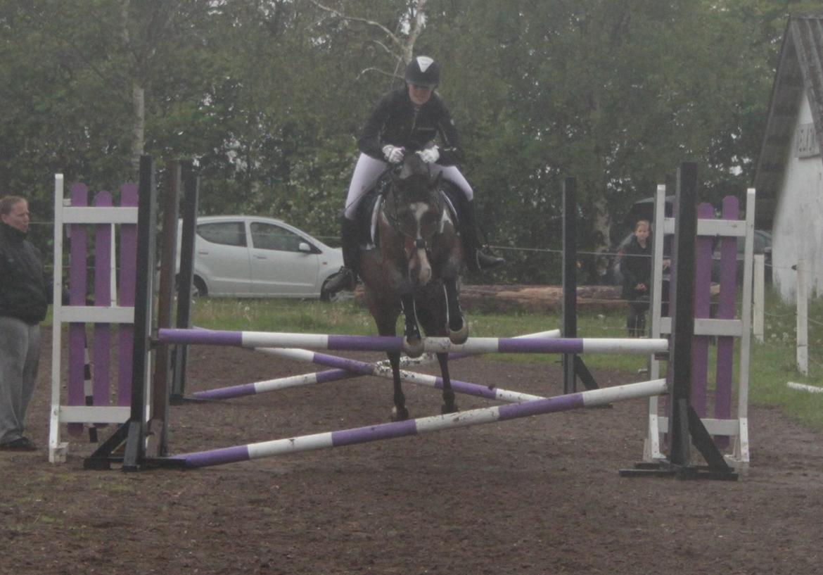 Anden særlig race Bonette  billede 4