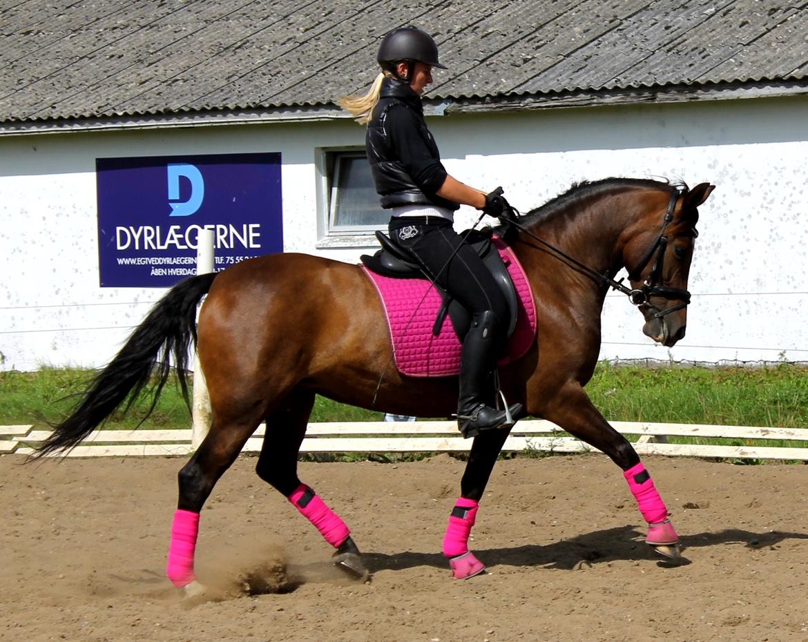 Anden særlig race Bonette  billede 5