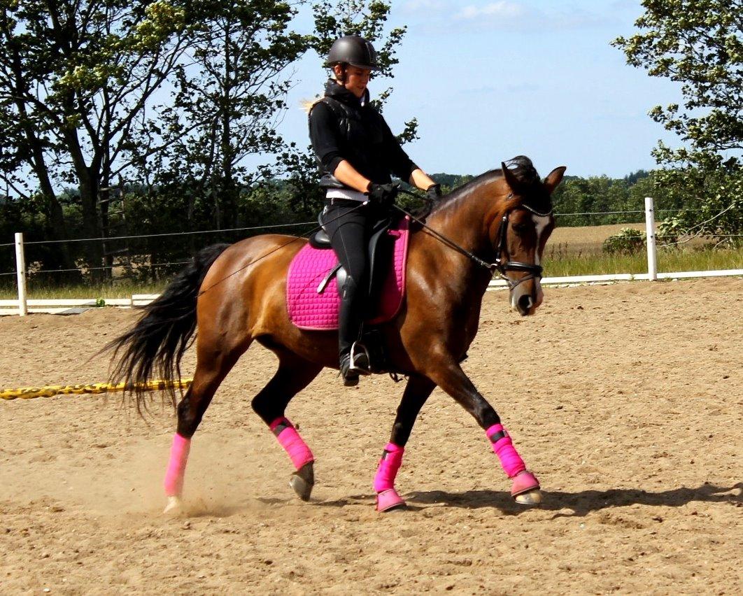 Anden særlig race Bonette  billede 33