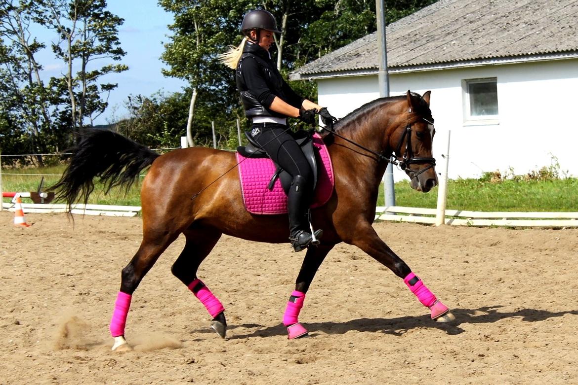 Anden særlig race Bonette  billede 34