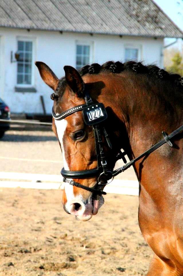 Anden særlig race Bonette  billede 12