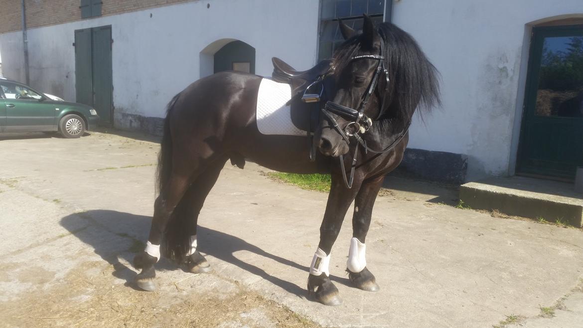 Frieser Van Helsing billede 17