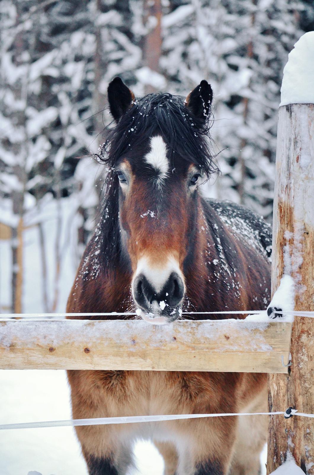 Norsk Døle Bojebakkens Ragna "Tindra" billede 7