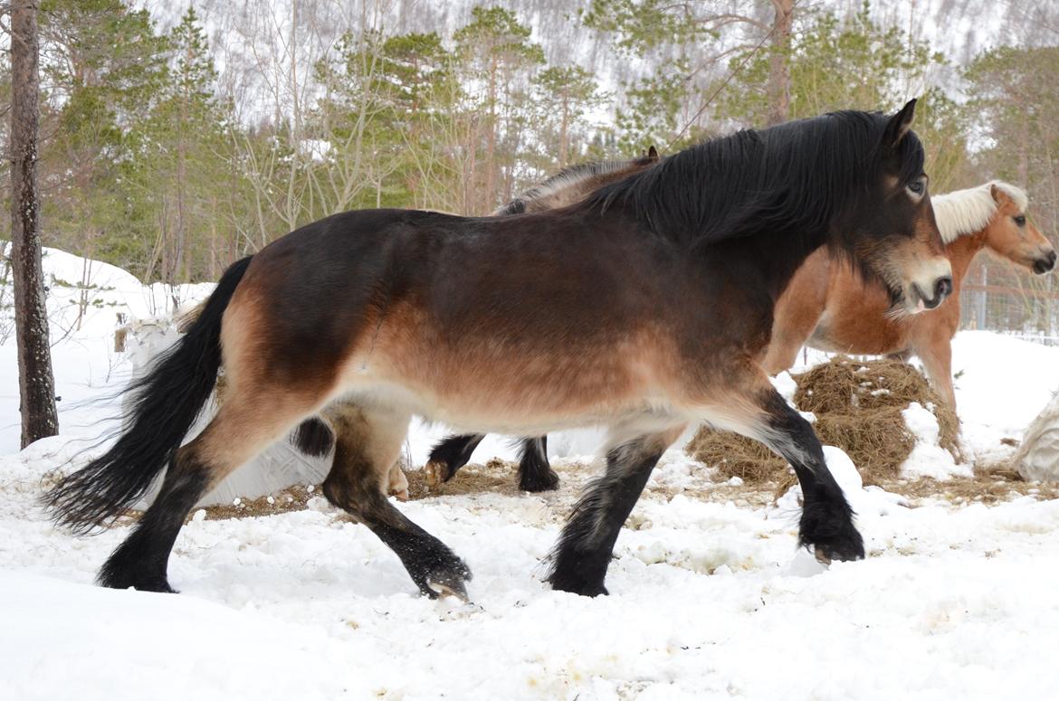 Norsk Døle Bojebakkens Ragna "Tindra" billede 4