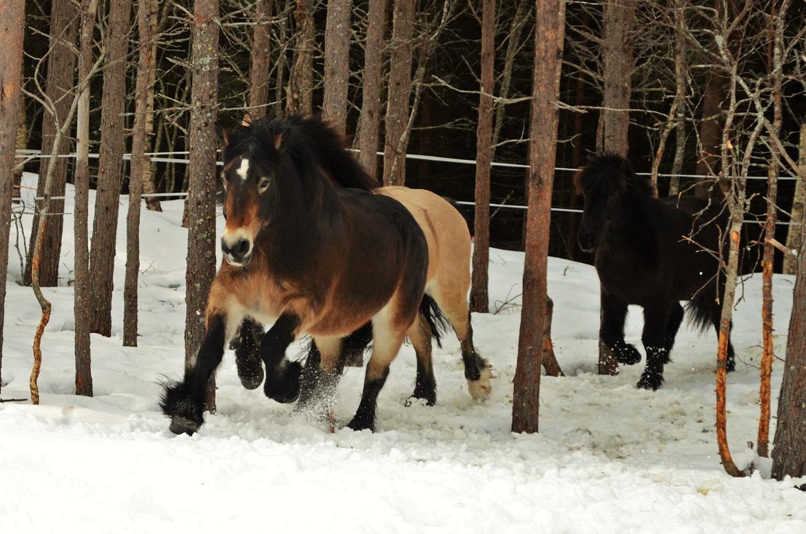 Norsk Døle Bojebakkens Ragna "Tindra" billede 5