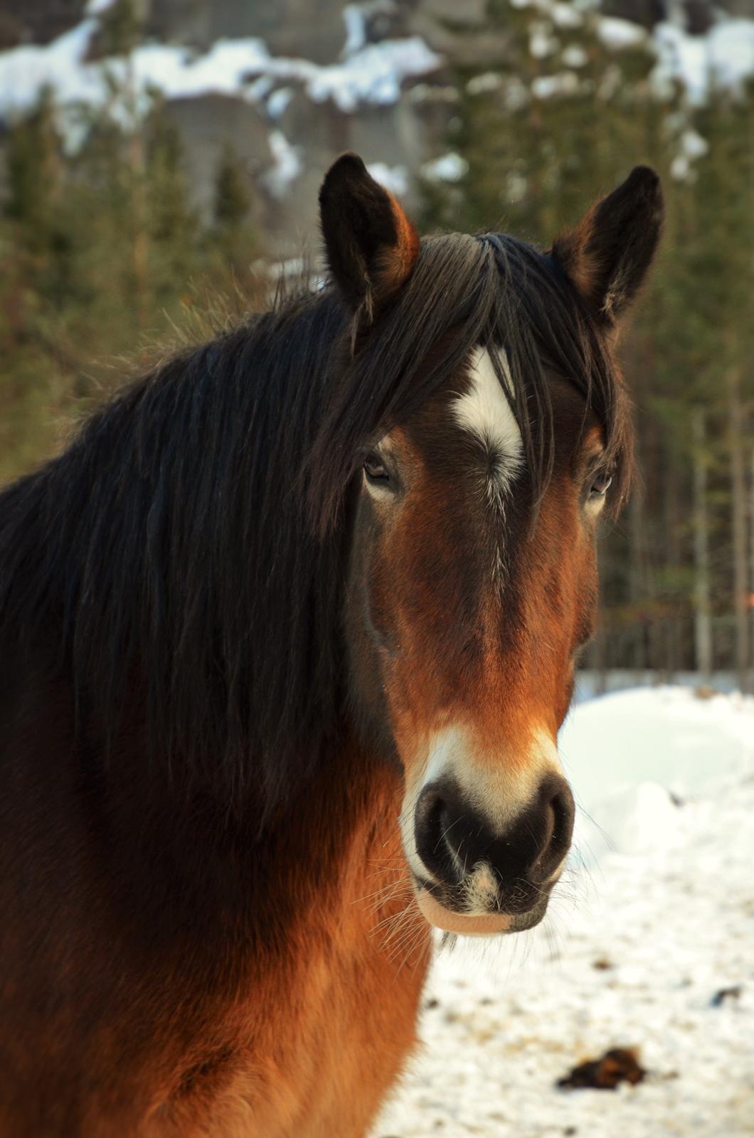 Norsk Døle Bojebakkens Ragna "Tindra" billede 8