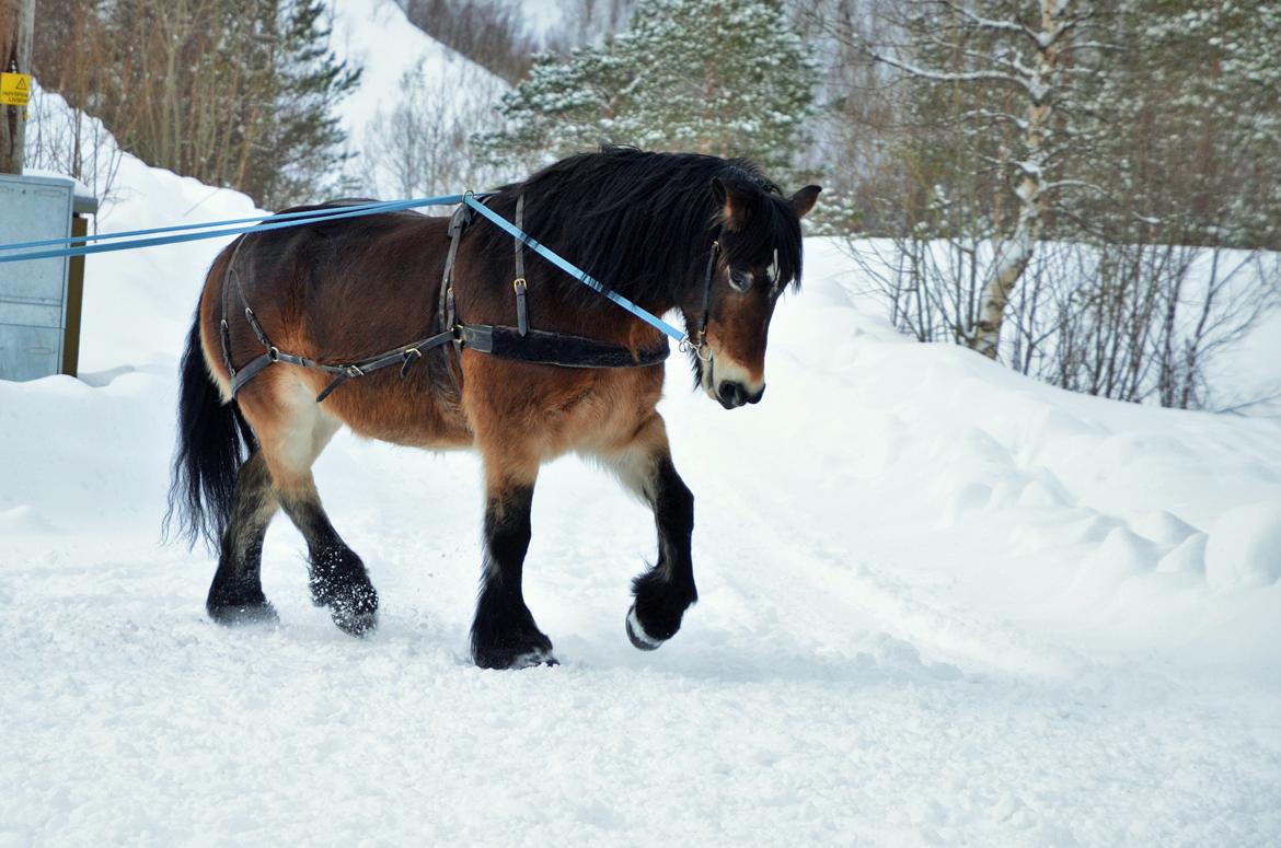 Norsk Døle Bojebakkens Ragna "Tindra" billede 10