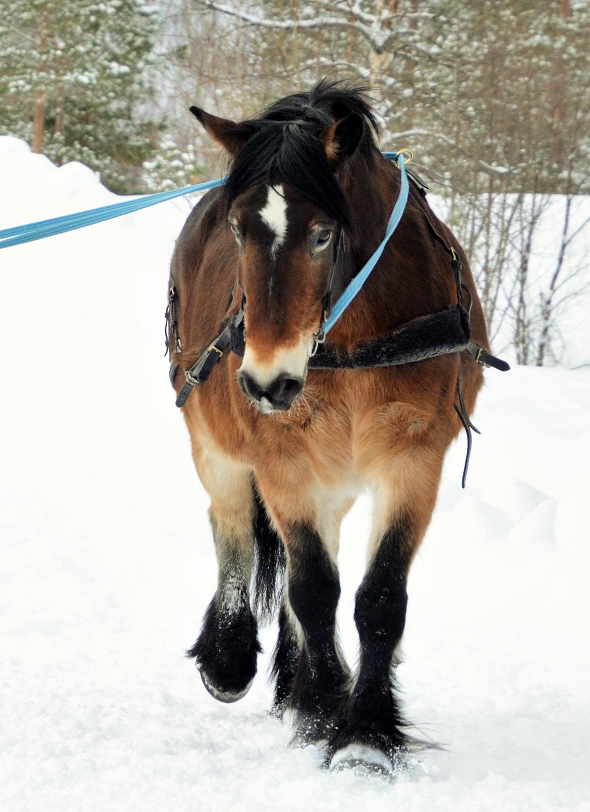 Norsk Døle Bojebakkens Ragna "Tindra" billede 11