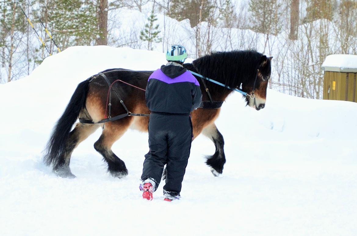 Norsk Døle Bojebakkens Ragna "Tindra" billede 9
