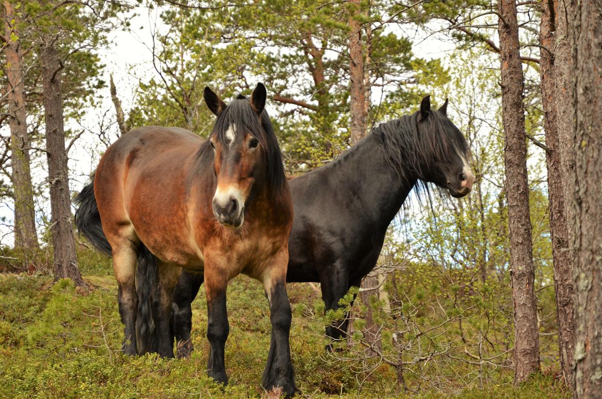 Norsk Døle Bojebakkens Ragna "Tindra" billede 12