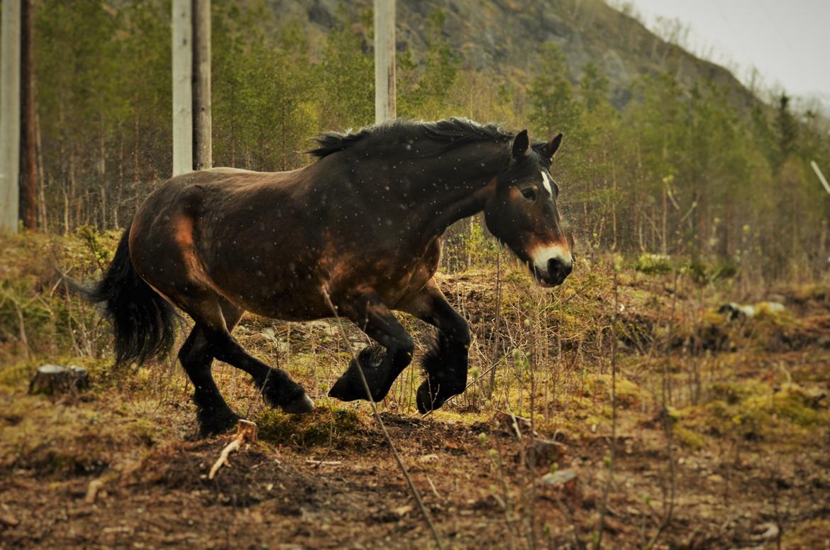 Norsk Døle Bojebakkens Ragna "Tindra" billede 1