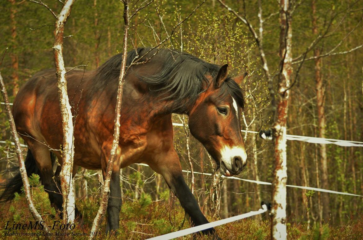 Norsk Døle Bojebakkens Ragna "Tindra" billede 14