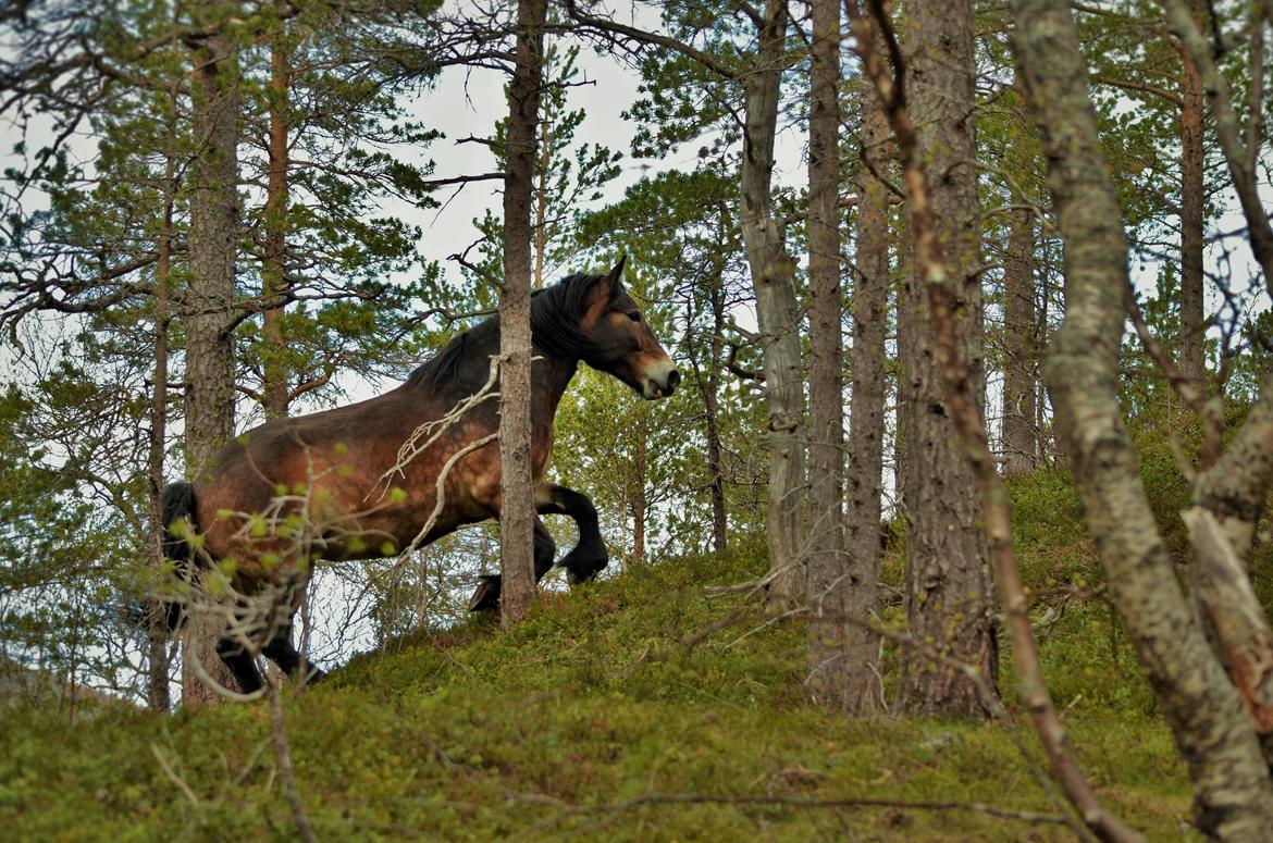 Norsk Døle Bojebakkens Ragna "Tindra" billede 15