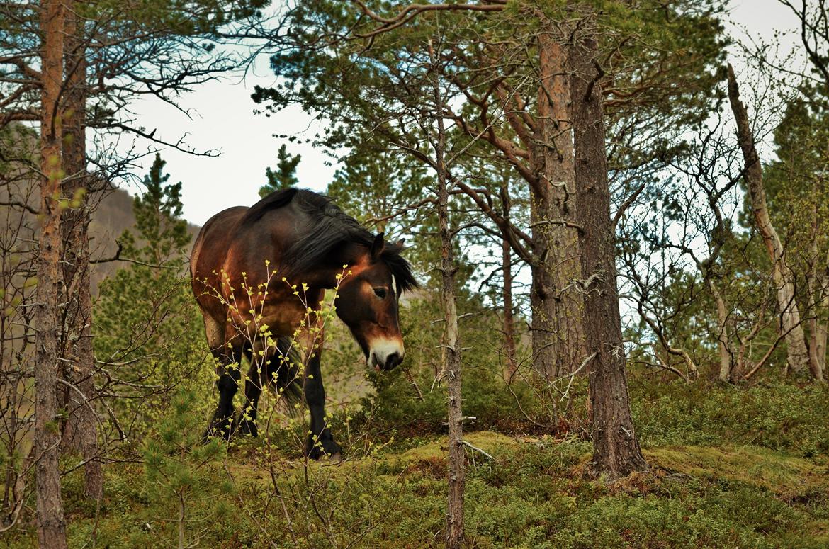 Norsk Døle Bojebakkens Ragna "Tindra" billede 16