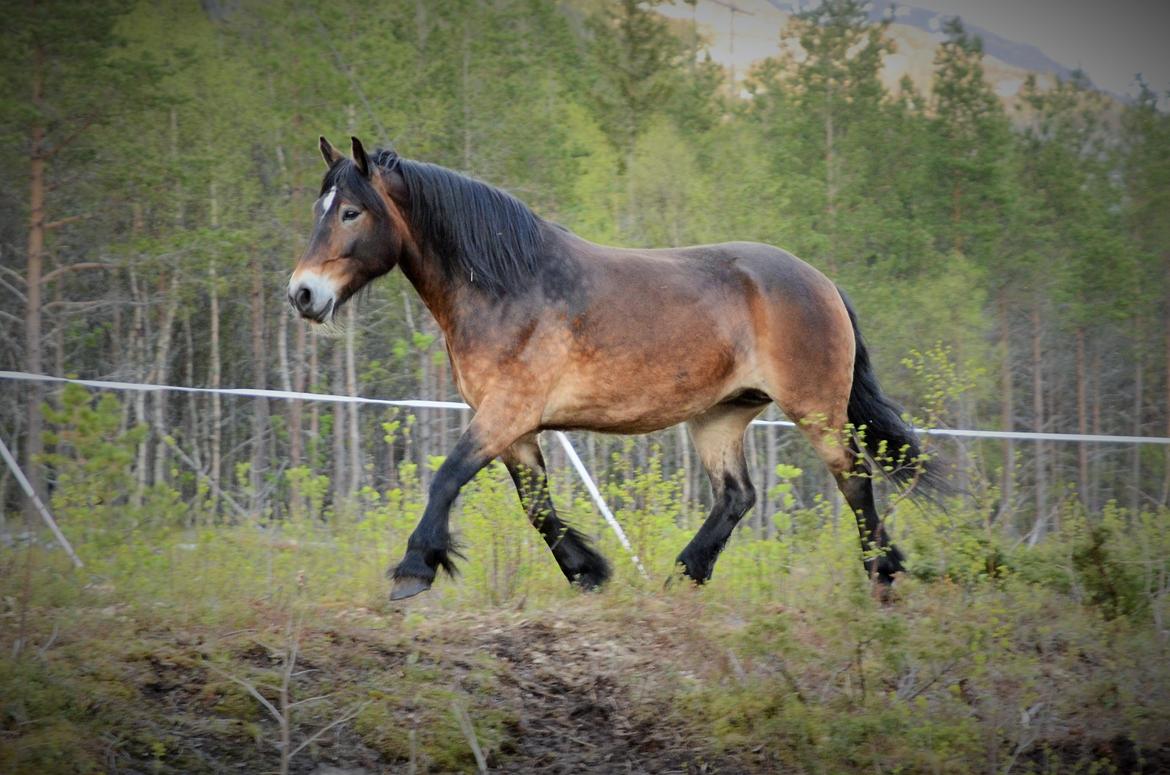 Norsk Døle Bojebakkens Ragna "Tindra" billede 17