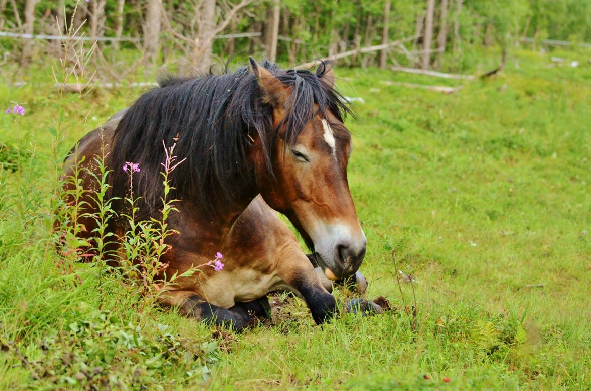 Norsk Døle Bojebakkens Ragna "Tindra" billede 18